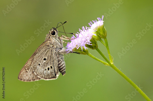 butterfly on blooming flower (lndian Plam Bob, Suastus gremius) photo