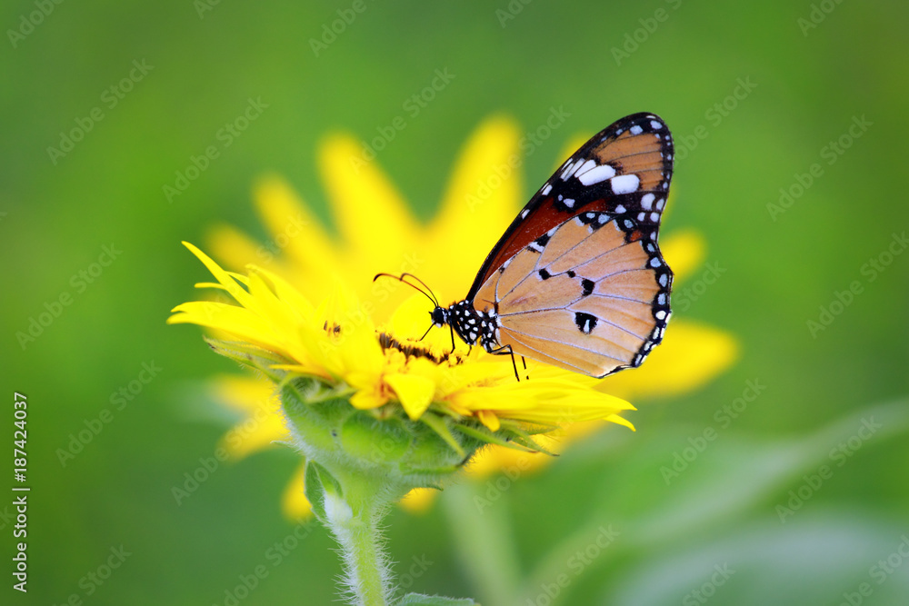 Obraz premium butterfly on flower