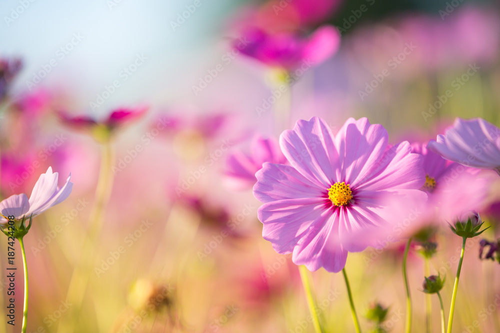 Cosmos flower close up on sunset background with soft selective focus Cosmos flower close up on sunset background with soft selective focus