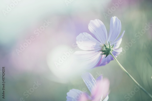 Cosmos flower close up on sunset background with soft selective focus