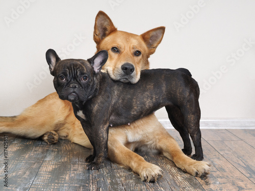 Photography Different breeds of dogs in funny poses