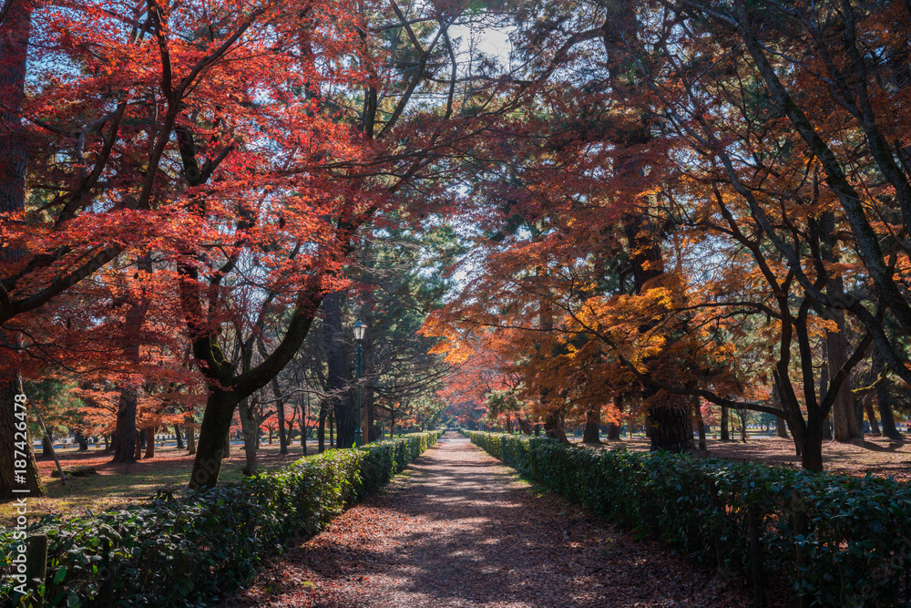 
 京都御苑の紅葉　 