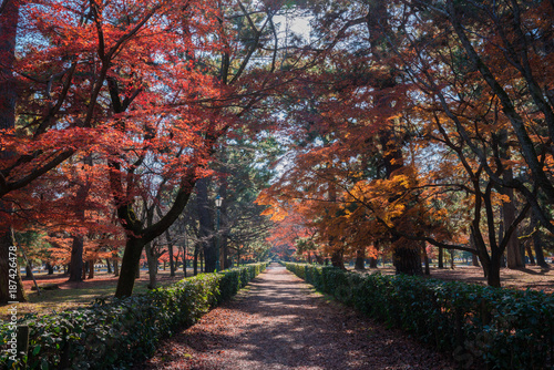  京都御苑の紅葉 