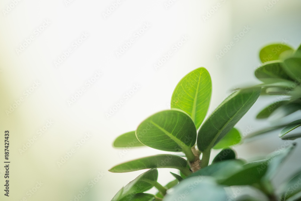 Closeup green leaf in garden at summer View nature under sunlight. using as a background or wallpaper. Closeup green leaf in garden at summer View nature under sunlight. using as a background or wallpaper.
