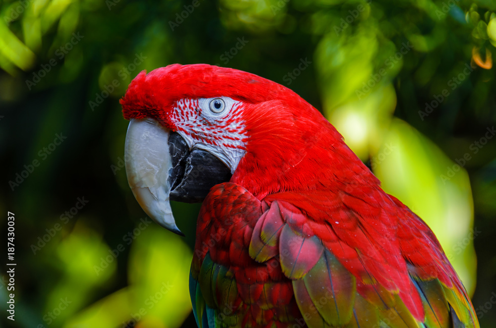 A large red parrot Winged Macaws with a white beak and green feathers