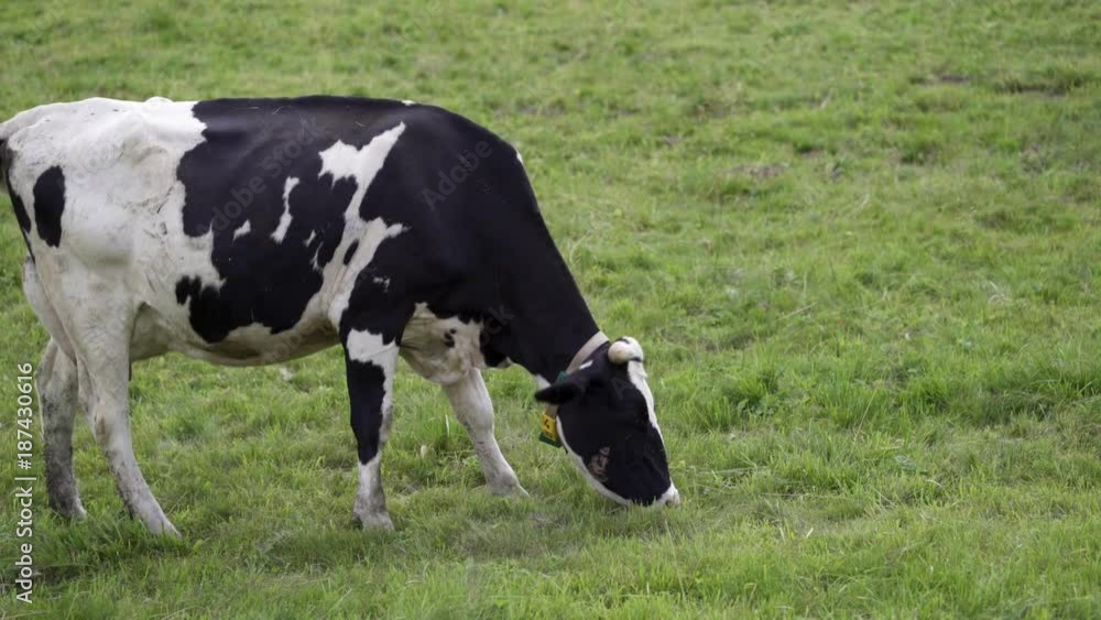 black and white cow on green field eating grass black and white cow on green field eating grass