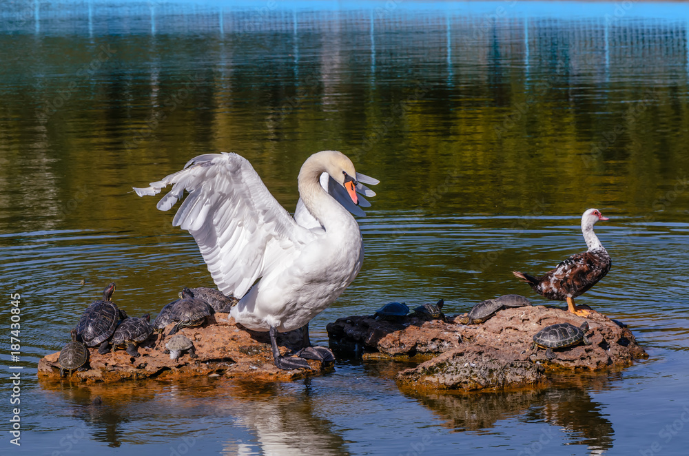 Fototapeta premium Animals are located on a rock in the water, a white swan bird, a turtle, a duck