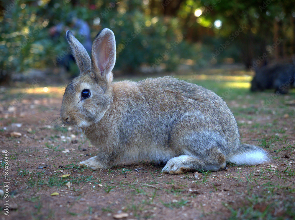 Side closeup of a rabbit at Lokrum, Croatia near Dubrovnik Side closeup of a rabbit at Lokrum, Croatia near Dubrovnik