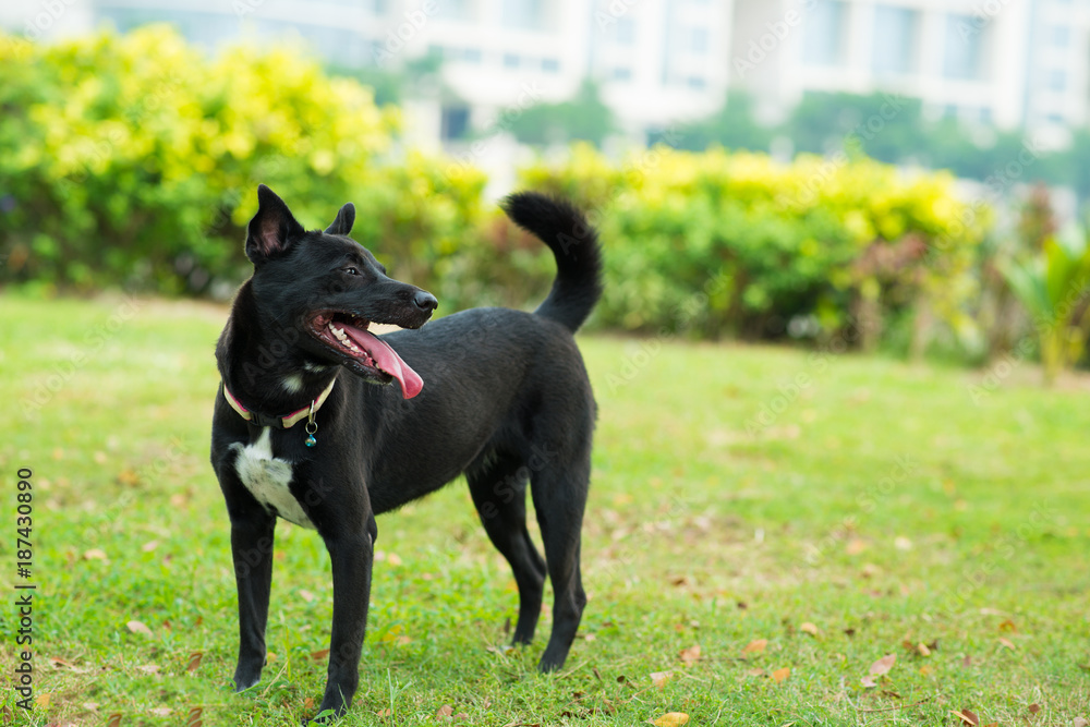 Black dog Black dog