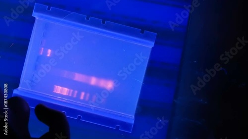 Visualization of fractionated in agarose gel DNAs stained with ethidium bromide in ultraviolet