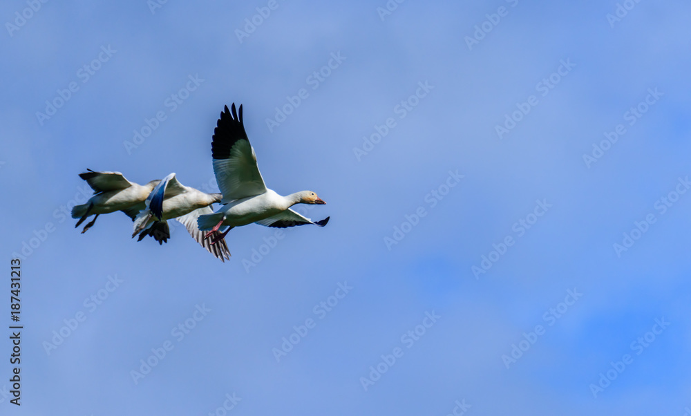 Obraz premium A flock of wild birds flies in a blue sky with white clouds