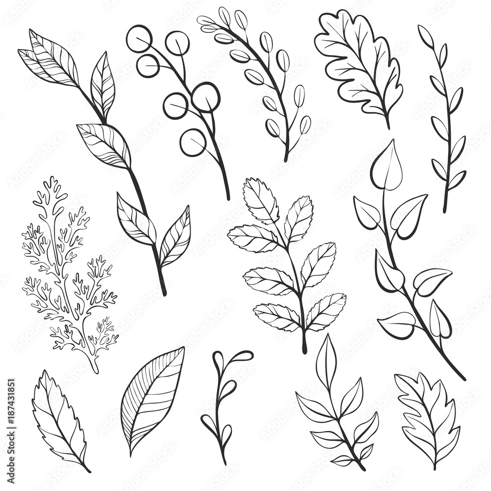 vector doodle leaves and plants