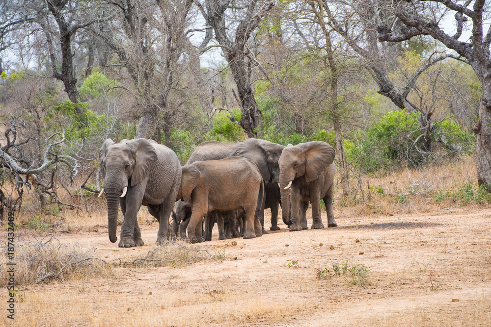 Elephant herd around water hole