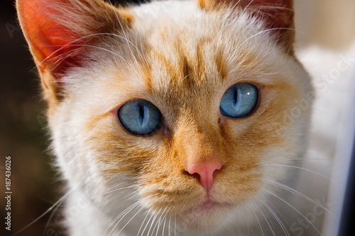 Blue eyes cat portrait