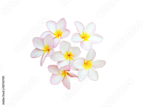 beautiful frangipani flower © PRASERT