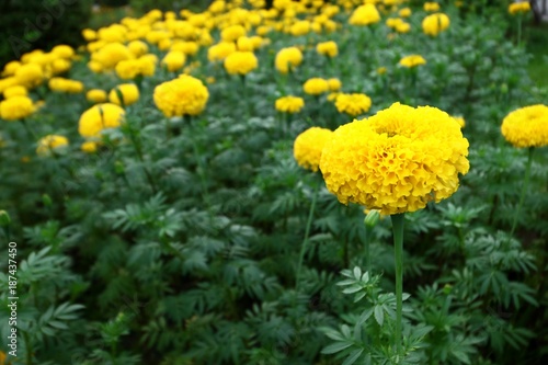 Marigold Flowers © pimonpim