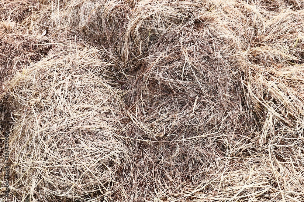 hay and straw hay and straw