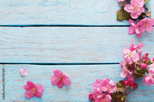 pink spring flowers on blue wooden background