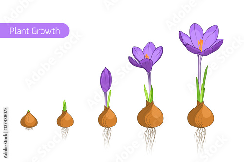 Flower plant growth concept vector design illustration. Crocus germination from corm bulb to sprouts to flower. Life cycle phases evolution. Isolated purple violet flowers on white background.