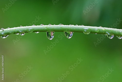 dew drop on branches