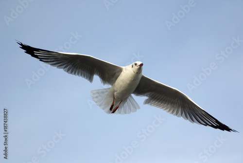 seagull on sky