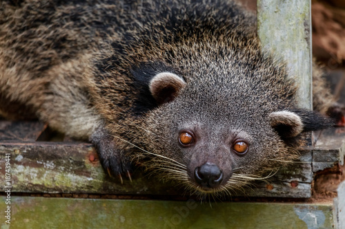 Binturong or philipino bearcat looking curiously, Palawan, Philippines photo