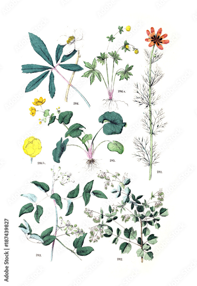 Illustration of the plant. Illustration of the plant.
