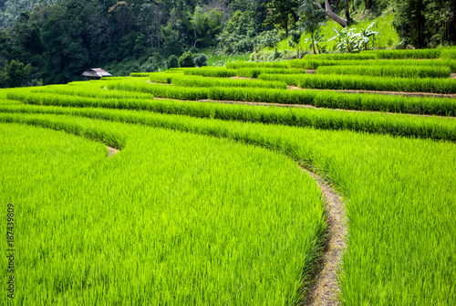 Green rice field at Chiang mai, Thailand