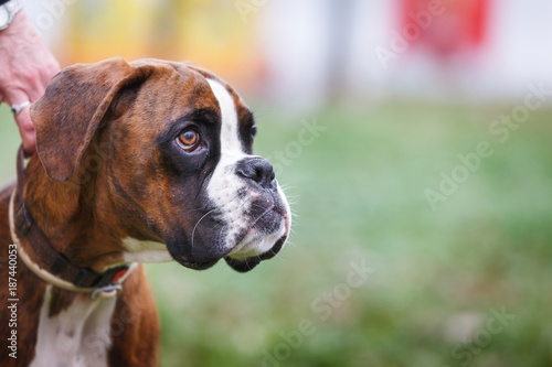 Woman holding boxer dog's leash, close up © happyimages