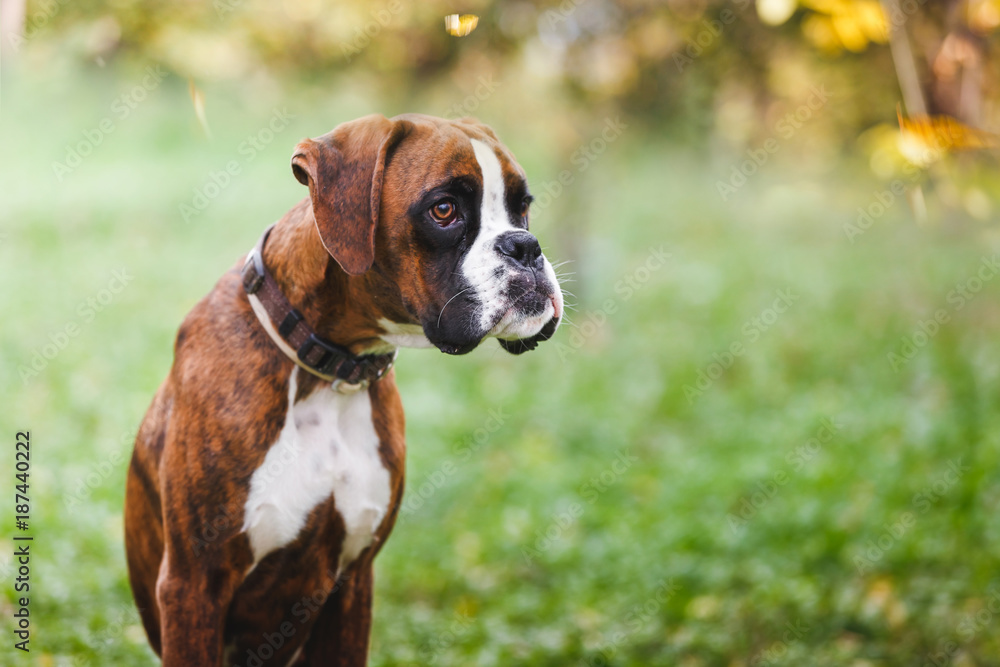 Portrait of brown boxer puppy sitting on grass in the park