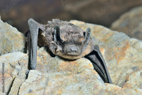 Small bat 16