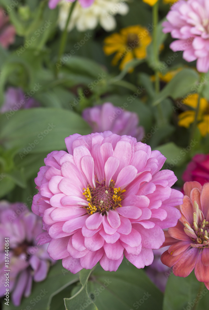 Obraz premium close up Deep Pink chrysanthemum