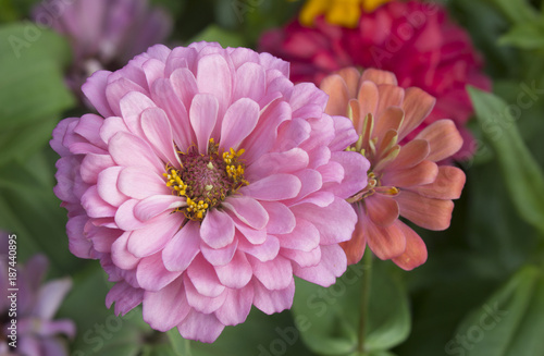 close up chrysanthemum