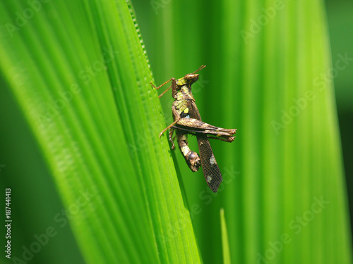 Grasshoper on green leave