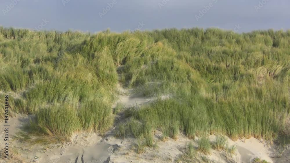 Les dunes du Marquenterre battues par le vent Les dunes du Marquenterre battues par le vent