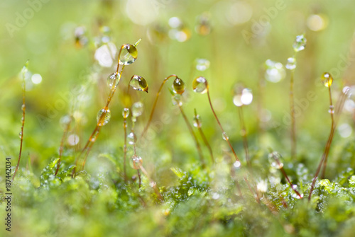 Photo dew drop in moss