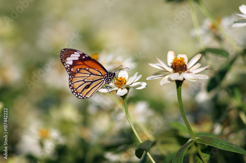 butterfly on white flower © PRASERT