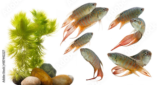 Paradise fish, Forktail fightingfish - Macropodus opercularis - aquarium fish