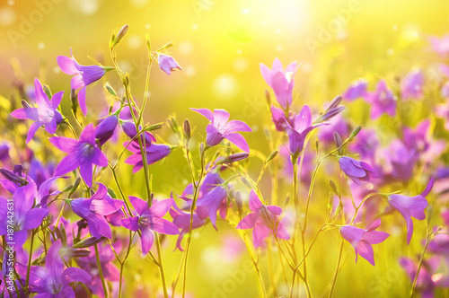 Colorful floral background with beautiful bells in the sunlight. © Leonid Ikan