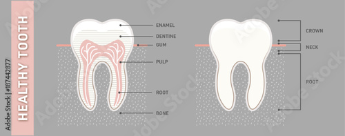 Healthy and strong tooth anatomy. Vector, graphic, illustration & infographic Ai / EPS 10 