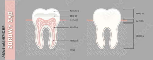 Healthy and strong tooth anatomy. Vector, graphic, illustration & infographic Ai / EPS 10 