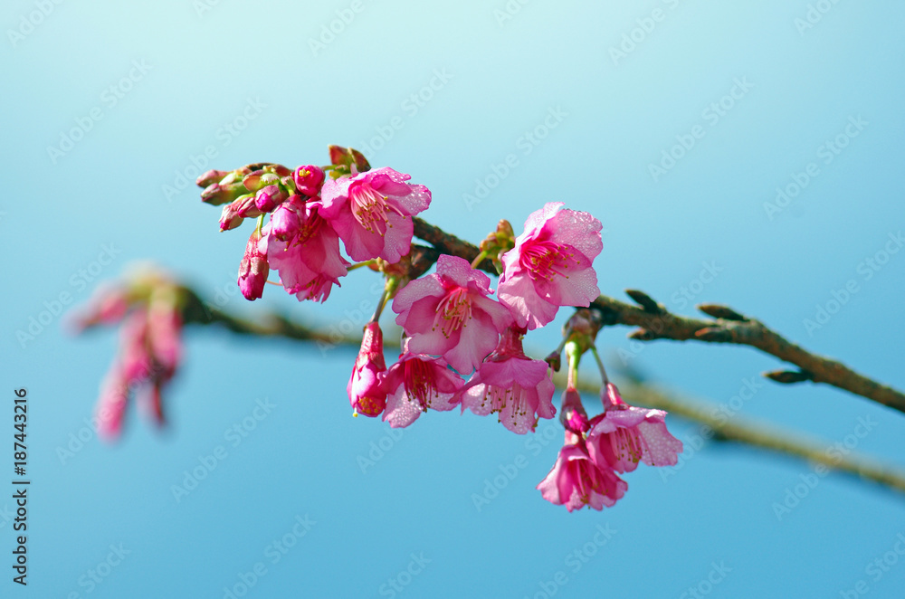 Obraz premium pink cherry blossom