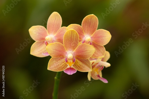 beautiful orange orchid