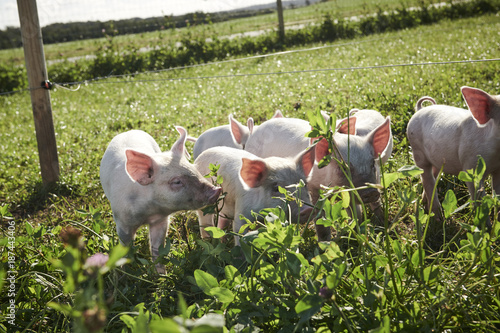 ecological pigs and piglets at a grass field in the summer © PickOne
