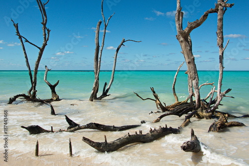 Driftwood on Cayo Jutia beach in Cuba  
