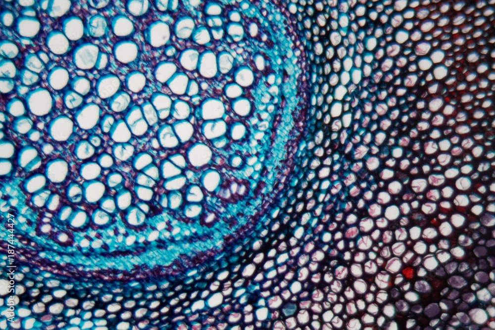 Fotografie Fern root under the microscope