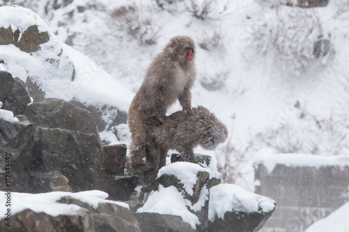 Canvas Print Snow monkeys at Jigokudani monkey snow park.Nagano Japan