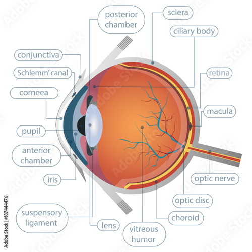 Human eye anatomy vector illustration © Emil