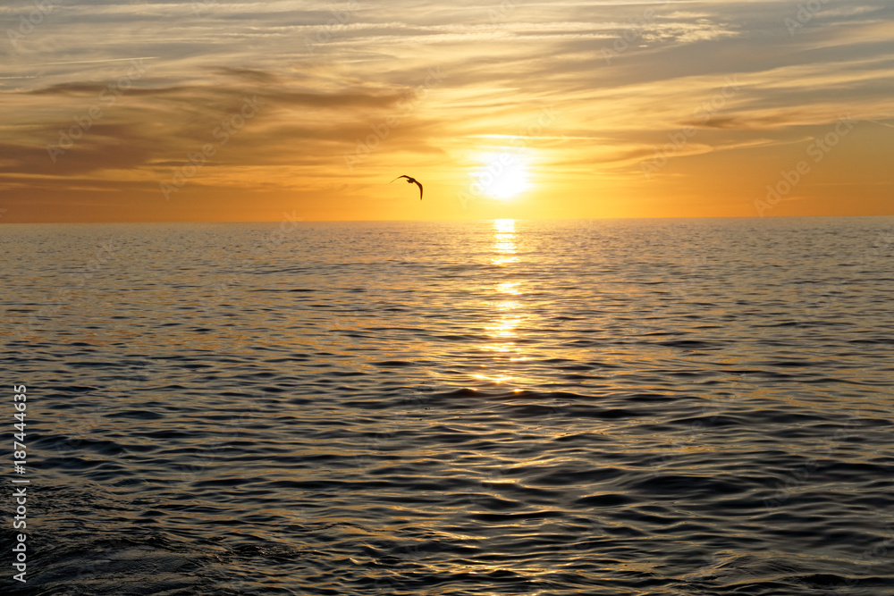 Obraz premium ballet wild birds in a rise of the Mediterranean sun