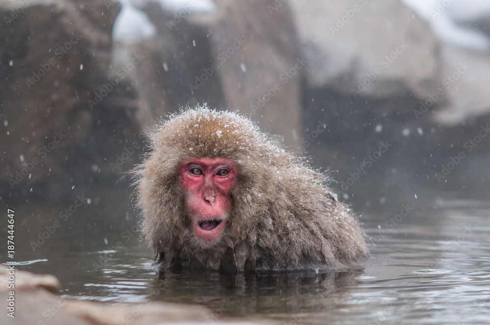 Naklejka premium Snow monkeys at Jigokudani monkey snow park.Nagano Japan